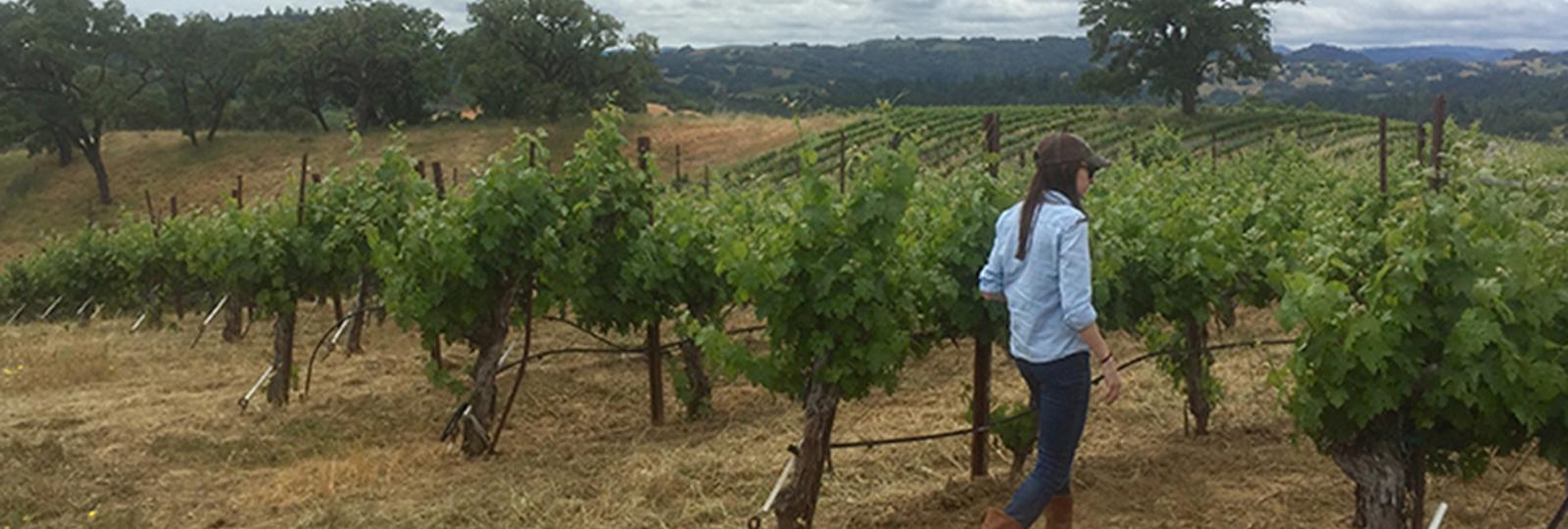 Arrowood Winemaker, Kristina Shideler, walking in Knights Valley Vineyard.